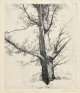 駒井哲郎銅版画「樹木」
